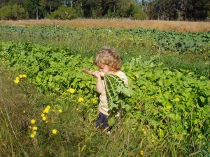 Everett eating daikon straight from the field!