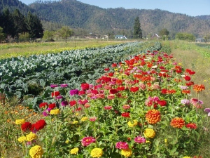 View of zinnias and fall cabbage.