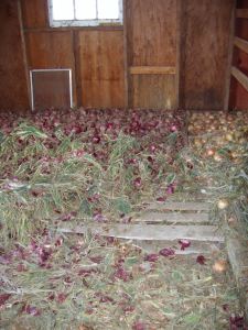 Red & yellow storage onions curing in the barn.